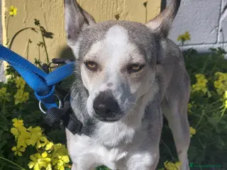 Meticcio cani Neve - Annuncio 22