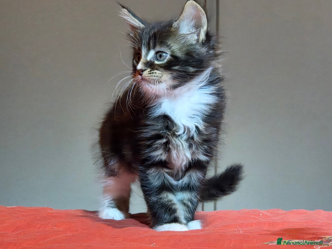 Maine Coon gatti in vendita: Vendo Cuccioli di Maine Coon - Annuncio 9