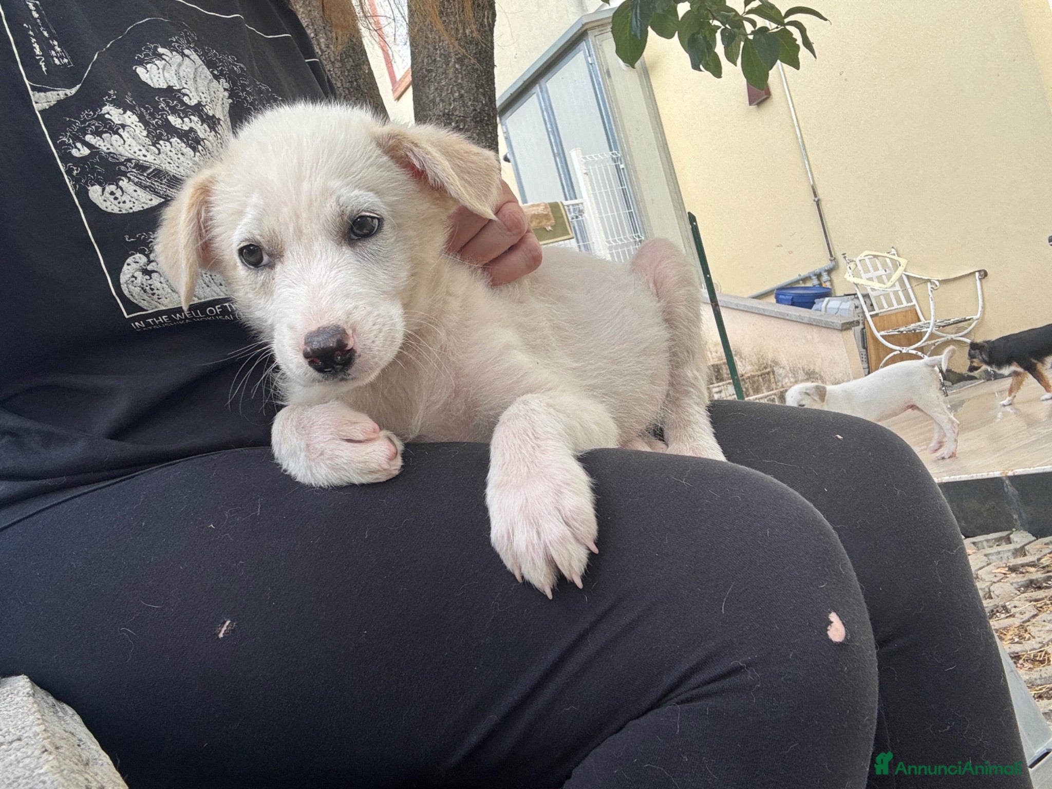 Meticcio cani Albion cucciolo taglia medio contenuta  - Annuncio 21