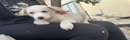 Meticcio cani in regalo: Albion cucciolo taglia medio contenuta  - Annuncio 1