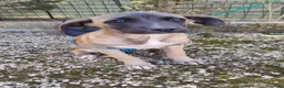 Meticcio cani in regalo: pia    - Annuncio 2