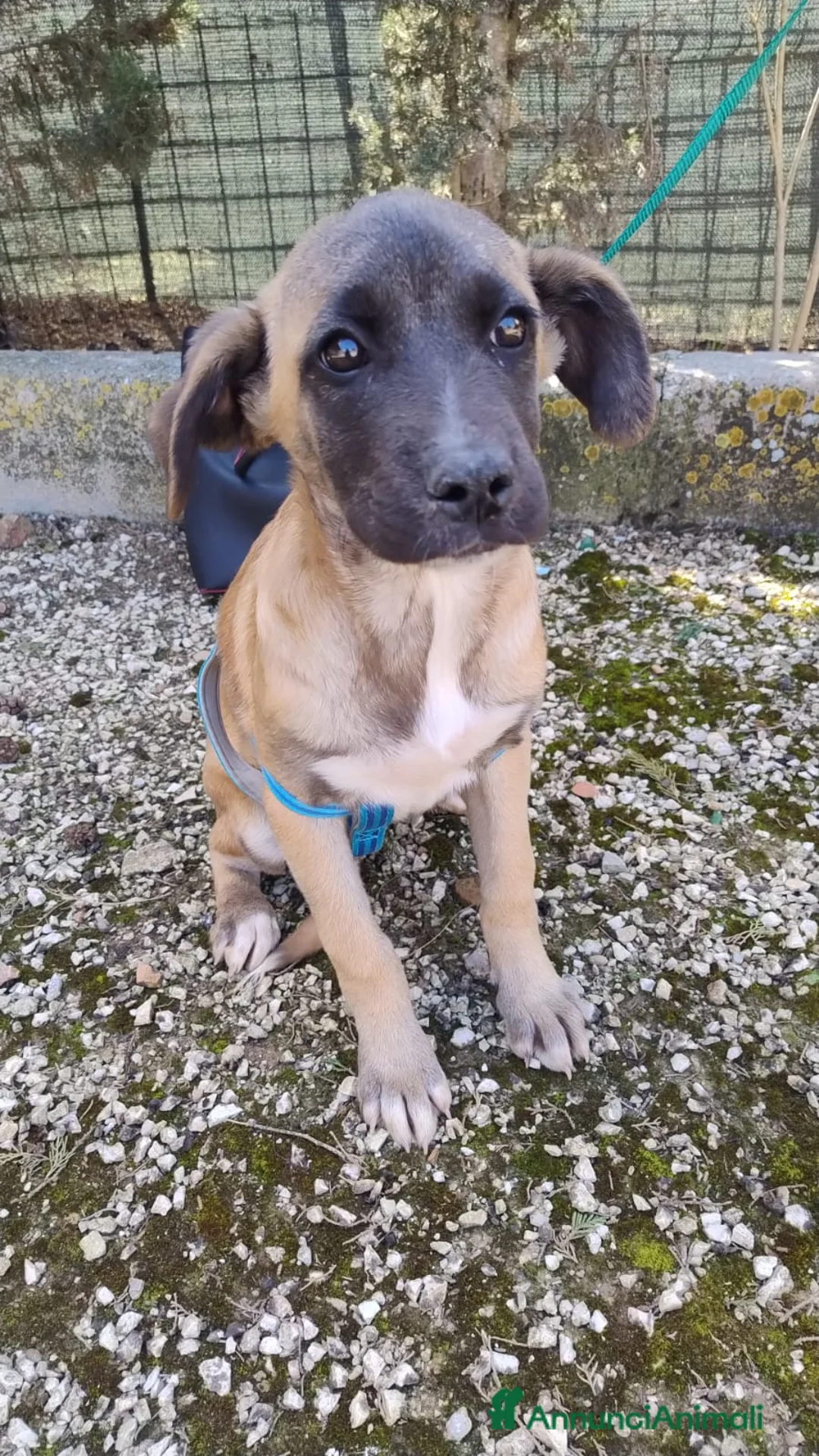 Meticcio cani in regalo: pia    - Annuncio 2