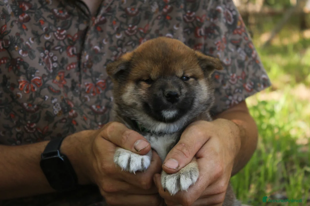Shiba Inu cani in vendita: Ultimo cucciolo di Shiba inu con pedigree. - Annuncio 6