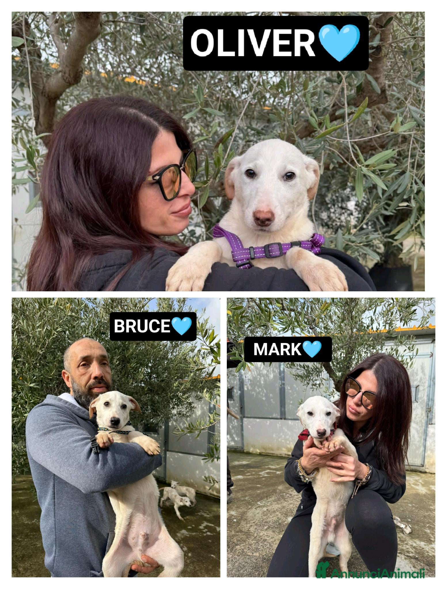 Altre razze cani OLIVER BRUCE MARK - Annuncio 12