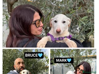 Altre razze cani OLIVER BRUCE MARK - Annuncio 12