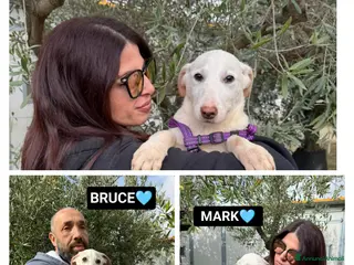 Altre razze cani OLIVER BRUCE MARK - Annuncio 30