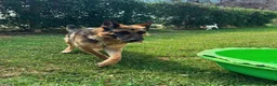 Pastore Tedesco cani in regalo: Sara Jane - Annuncio 3