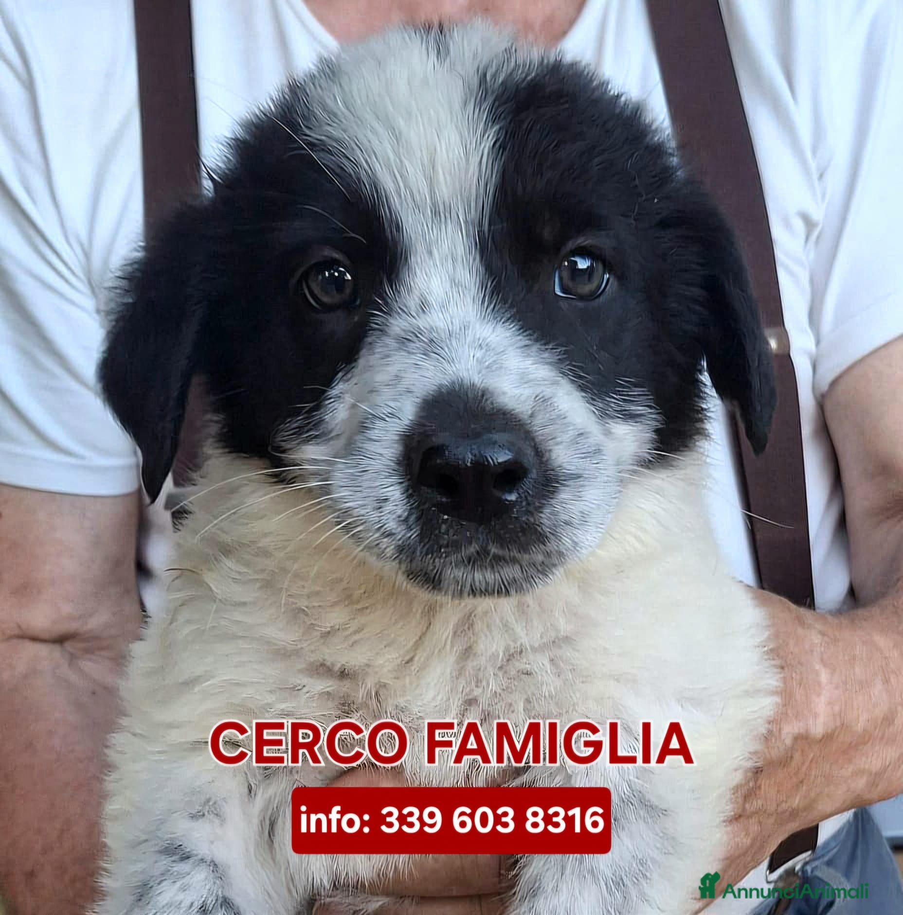 Meticcio cani GIULIA 🩷 una storia tutta da scrivere - Annuncio 11