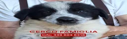 Meticcio cani in regalo: GIULIA 🩷 una storia tutta da scrivere a Provincia di Asti - Annuncio 1