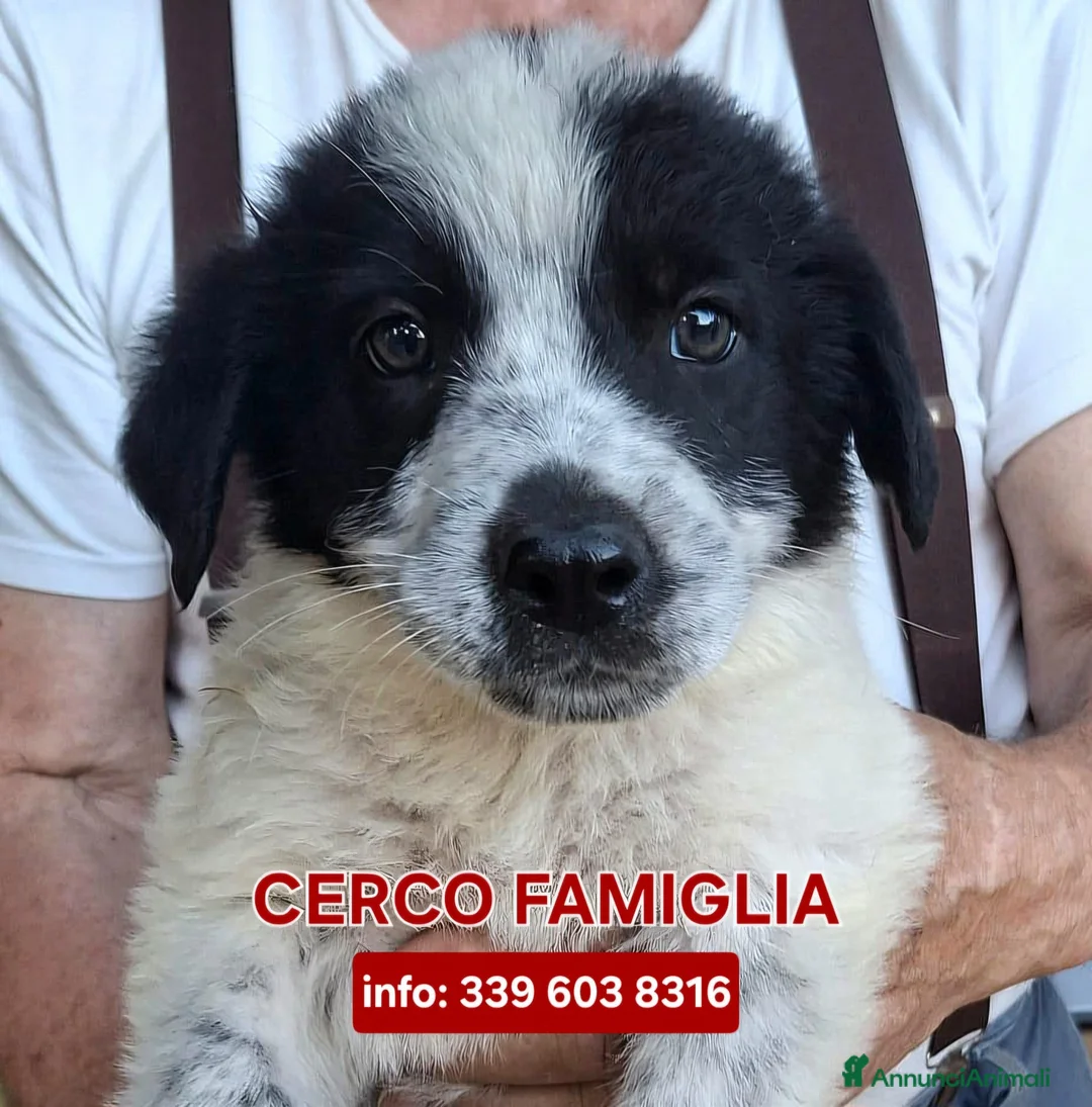 Meticcio cani in regalo: GIULIA 🩷 una storia tutta da scrivere a Provincia di Asti - Annuncio 1
