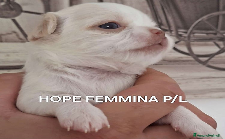 Chihuahua cani - Annuncio 8