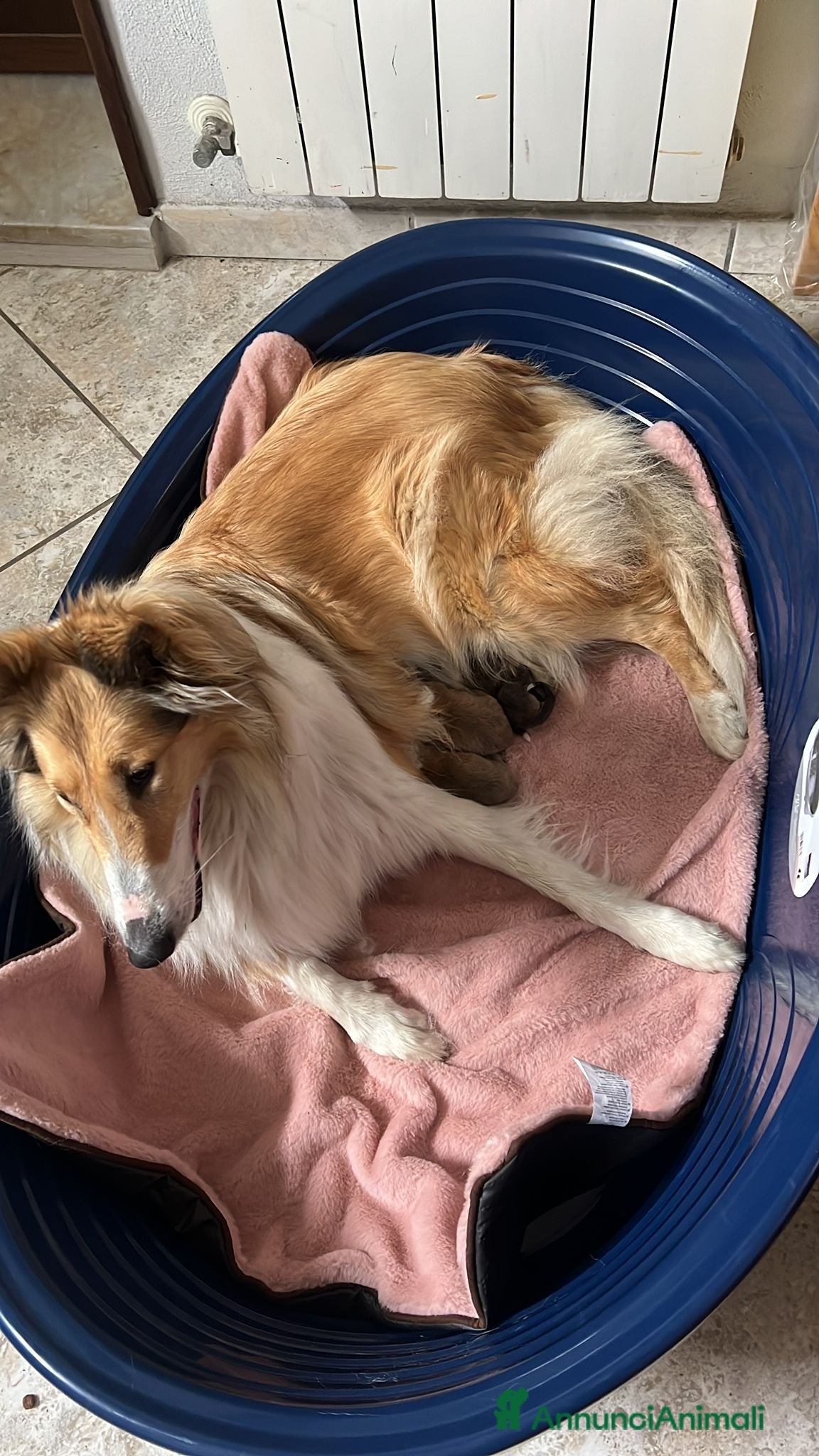 Collie cani pastori scozzesi - Annuncio 1
