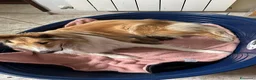 Collie cani in vendita: pastori scozzesi - Annuncio 1