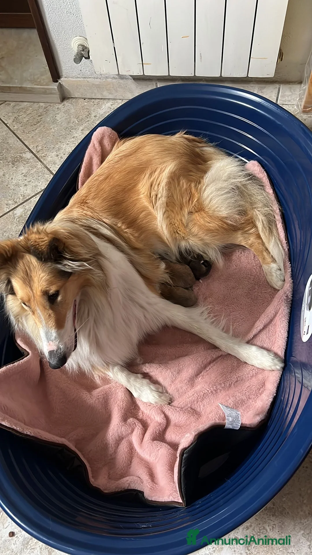 Collie cani in vendita: pastori scozzesi - Annuncio 1