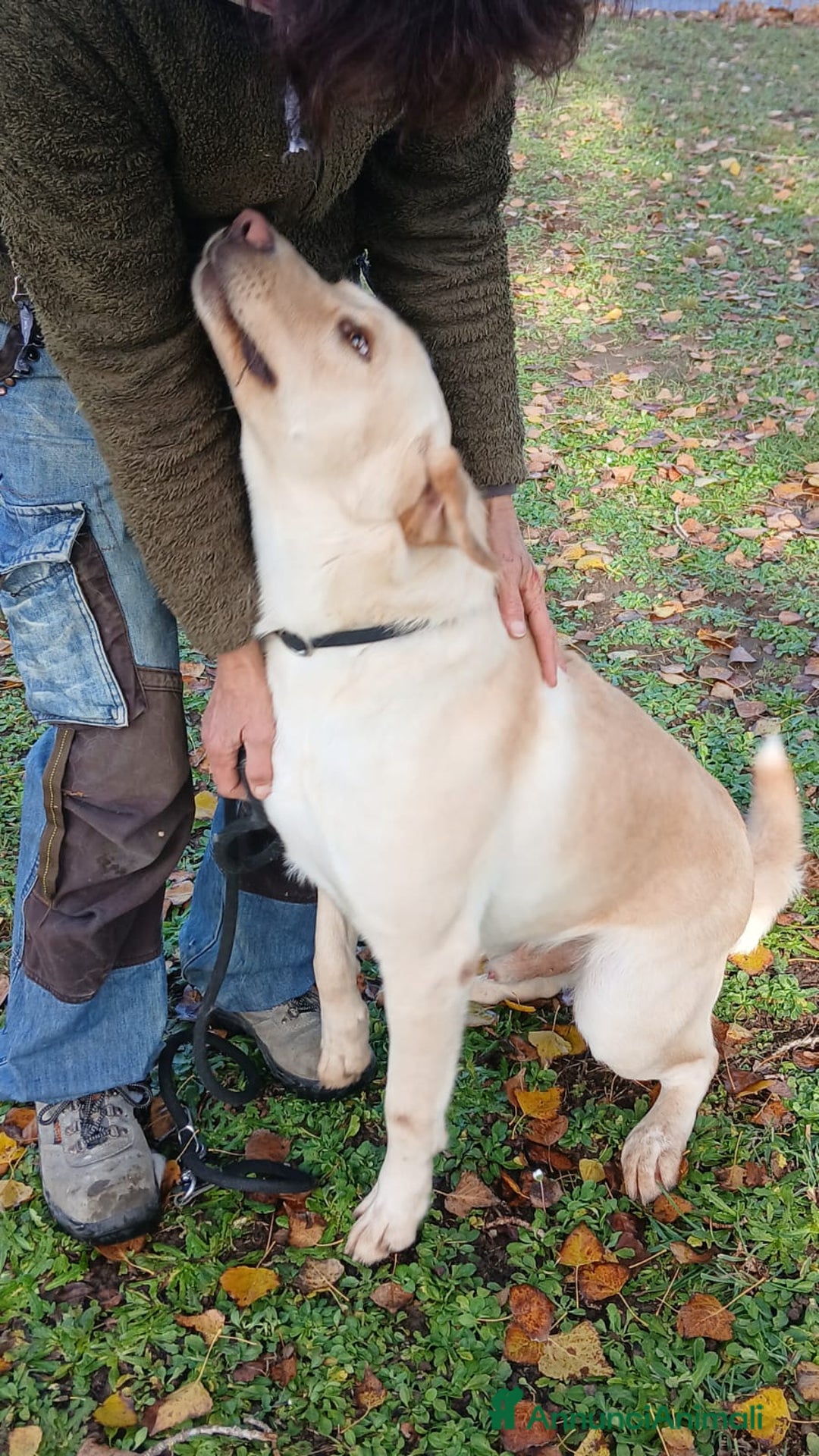 Labrador cani in regalo: CESARE INC LABRADOR NON VUOLE STARE IN CANILE - Annuncio 4