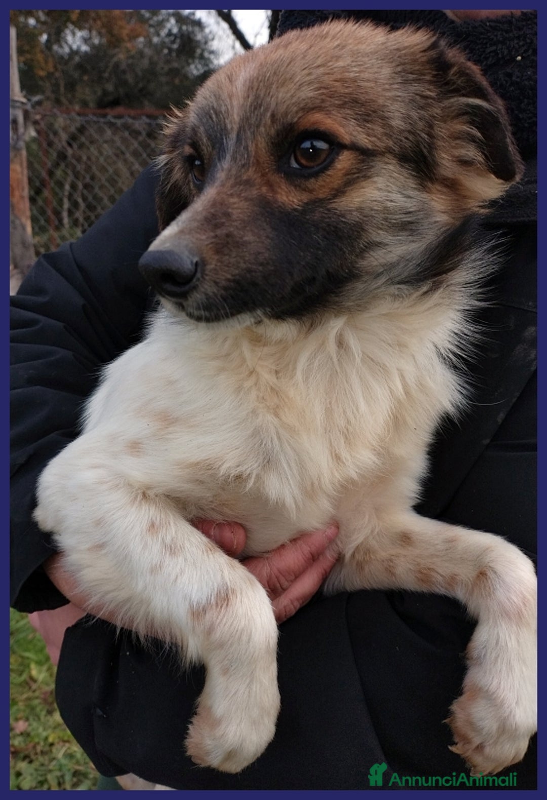 Meticcio cani in regalo: METZCAL CUCCIOLONE 9 MESI TG PICCOLA CERCA FAMIGLI a Città metropolitana di Milano - Annuncio 13