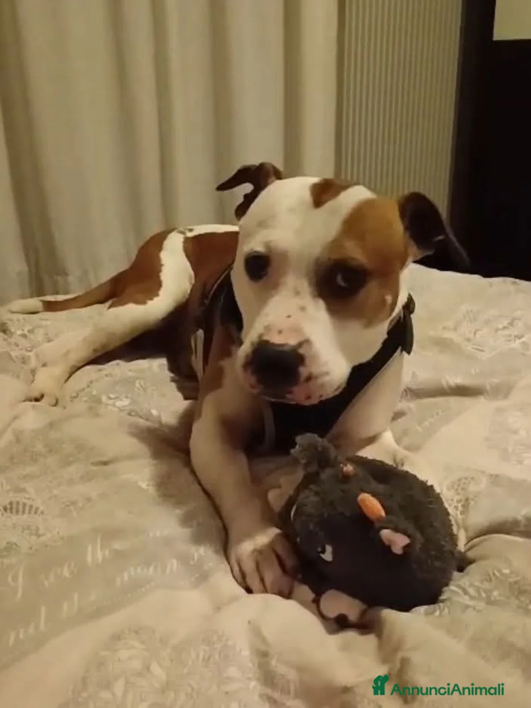 Bullmastiff cani in regalo: ADOZ.DEL💔:perso casa,URGENTISSIMO!Nuova famiglia! - Annuncio 1