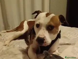 Bullmastiff cani ADOZ.DEL💔:perso casa,URGENTISSIMO!Nuova famiglia! - Annuncio 34