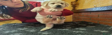 Labrador Cucciolo 2