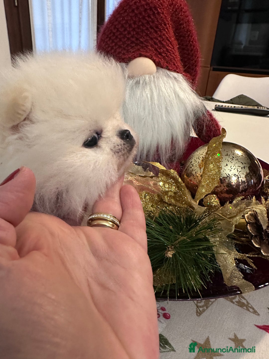 Volpino Pomerania cani in vendita: Volpino di Pomerania con pedigree ENCI  a Provincia di Treviso - Annuncio 9