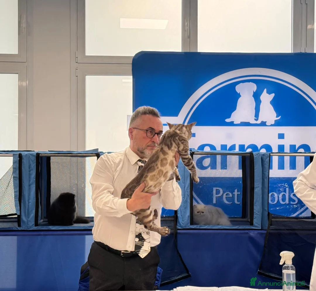 Bengala gatti in vendita: Meravigliosi Gattini bengal snow lynx  - Annuncio 9