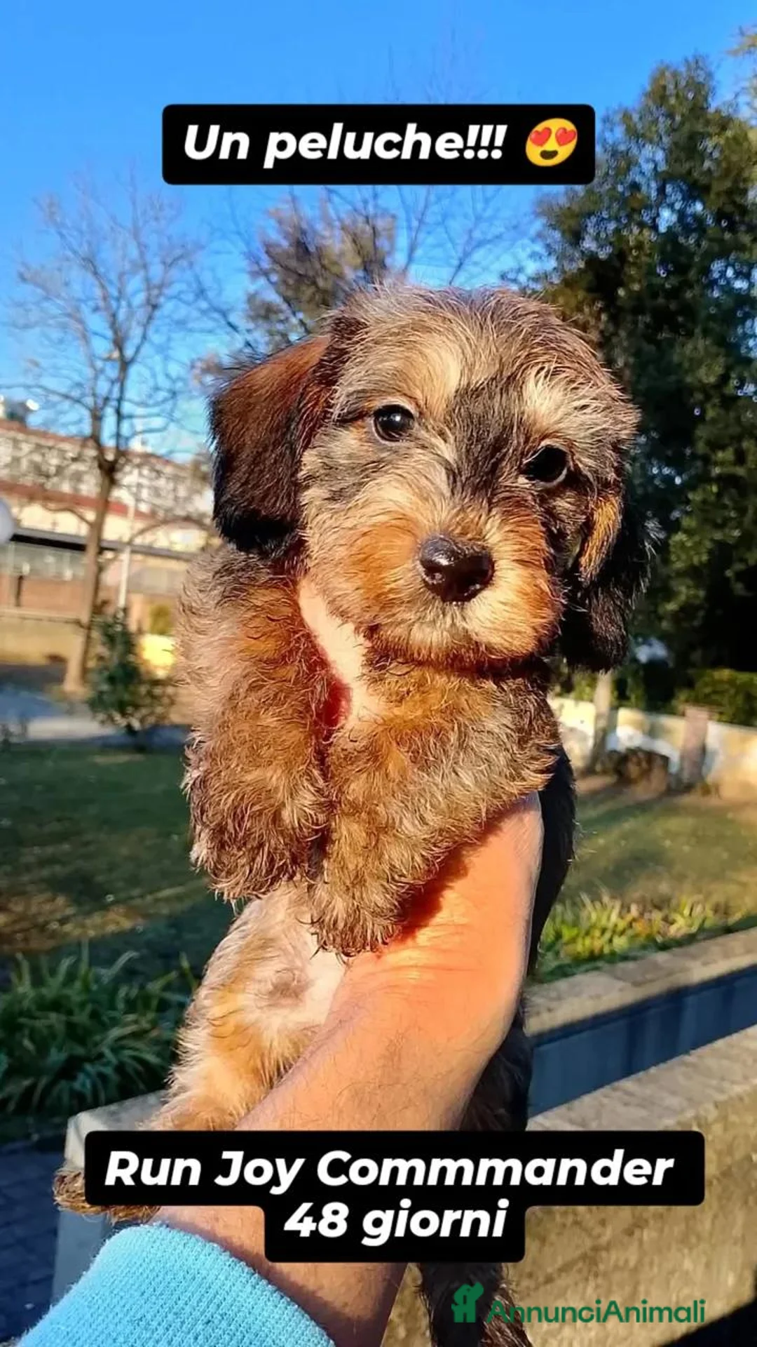 Bassotto cani in vendita: Bassotto pelo duro nano foglia secca - Annuncio 2