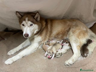 Husky cani Cuccioli Siberian Husky - Annuncio 35