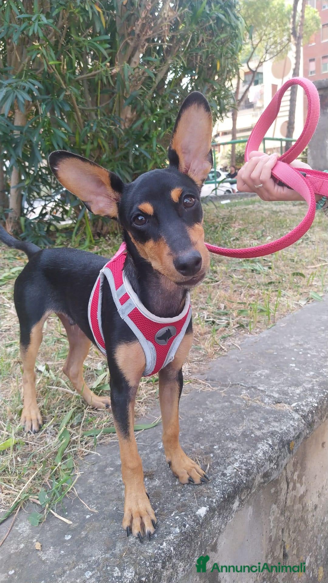 Meticcio cani in regalo: Pino, cucciolo abbandonato in un recinto - Annuncio 1