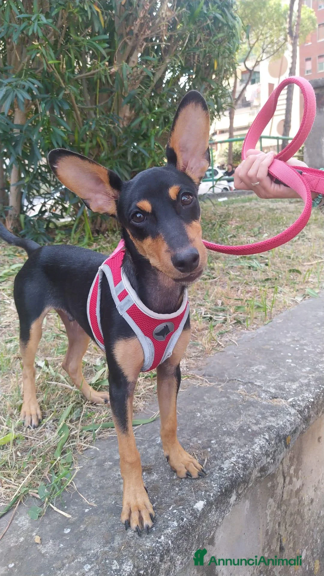 Meticcio cani in regalo: Pino, cucciolo abbandonato in un recinto a Città Metropolitana di Napoli - Annuncio 1