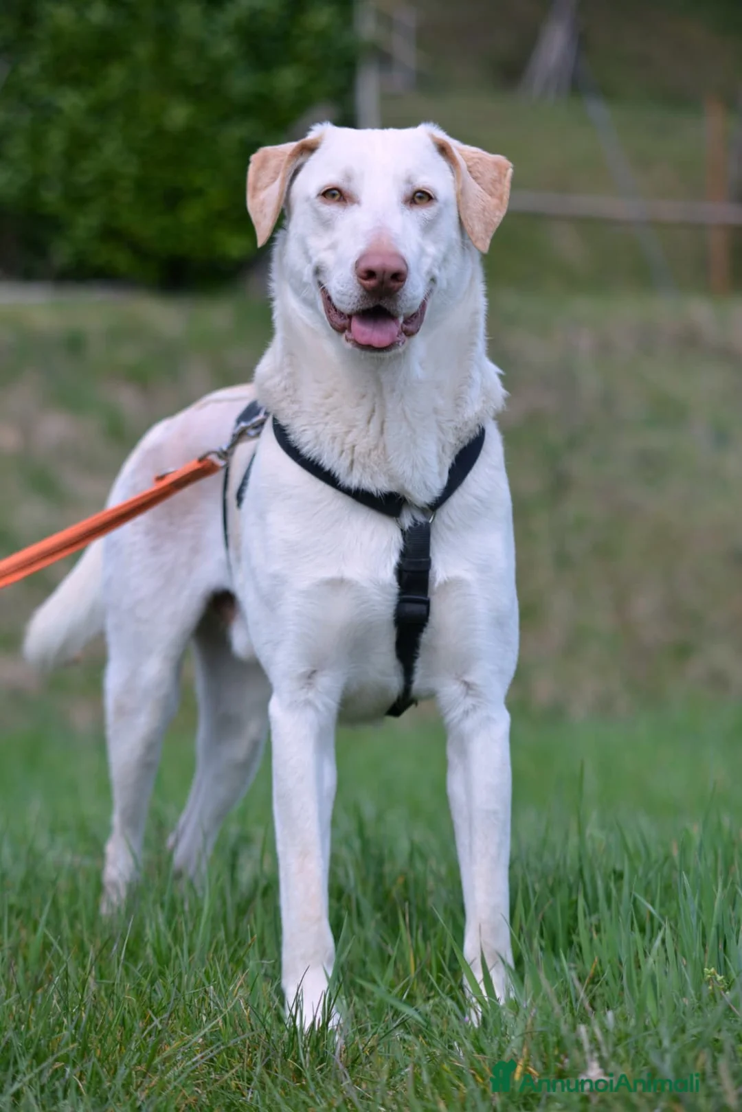 Meticcio cani in regalo: Lillo cerca casa ❤️ a Città metropolitana di Milano - Annuncio 1