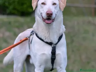 Meticcio cani Lillo cerca casa ❤️ - Annuncio 11