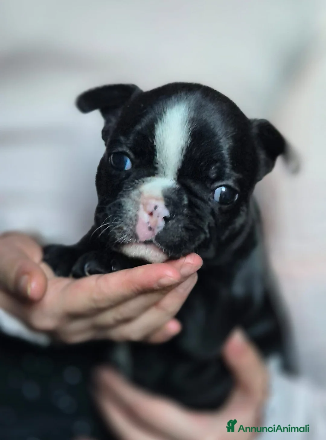 Bulldog Francese cani in vendita: Bouledogue francesi cuccioli con Pedigree Enci - Annuncio 4