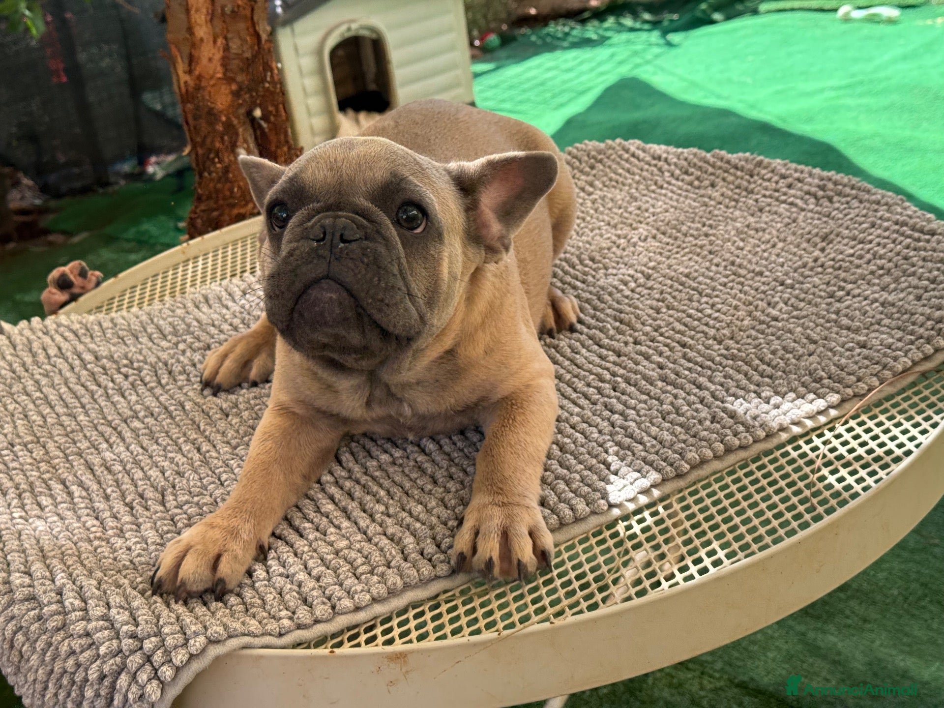 Bulldog Francese cani Cucciola bulldog francese  - Annuncio 2