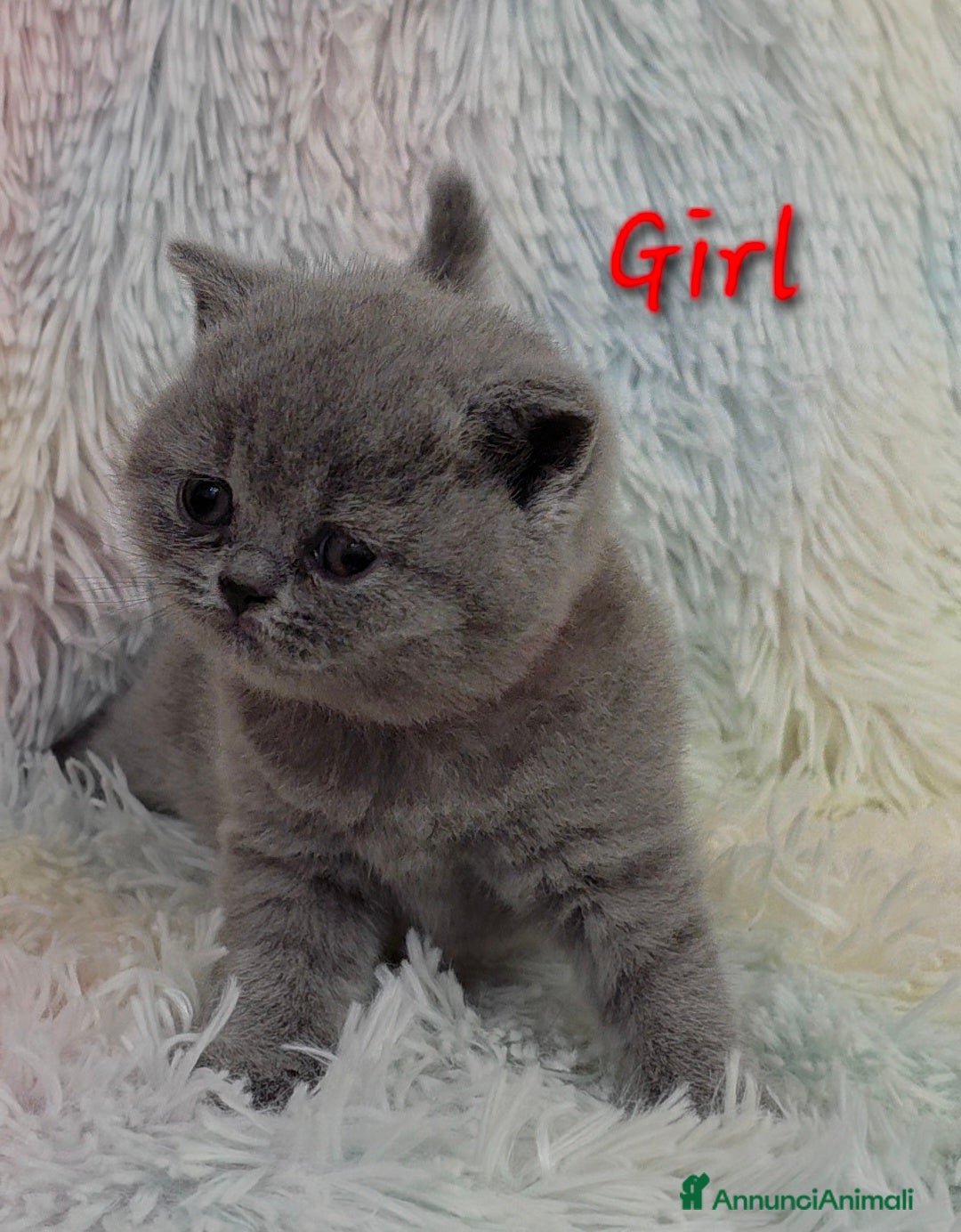 British gatti in vendita: Cucciole British shorthair  - Annuncio 20