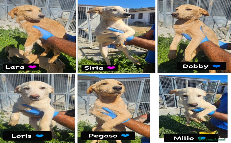 Altre razze cani a Provincia di Bergamo - Annuncio 4