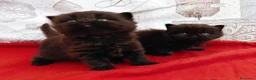 British gatti in vendita: British chocolate con pedigree  - Annuncio 6