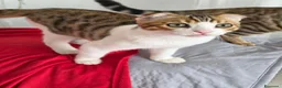 Bengala gatti in vendita: Incrocio Bengala/Scottish  - Annuncio 5