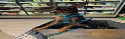 Pinscher Miniatura cani per accoppiamento: PINSCHER MASCHIO DISPONIBILE PER ACCOPPIAMENTO - Annuncio 9