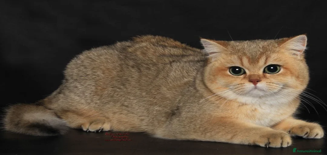 Immagine della galleria {{count}}