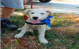 Husky cani in regalo: LYN, 4 MESI a Provincia di Bergamo - Immagine 4