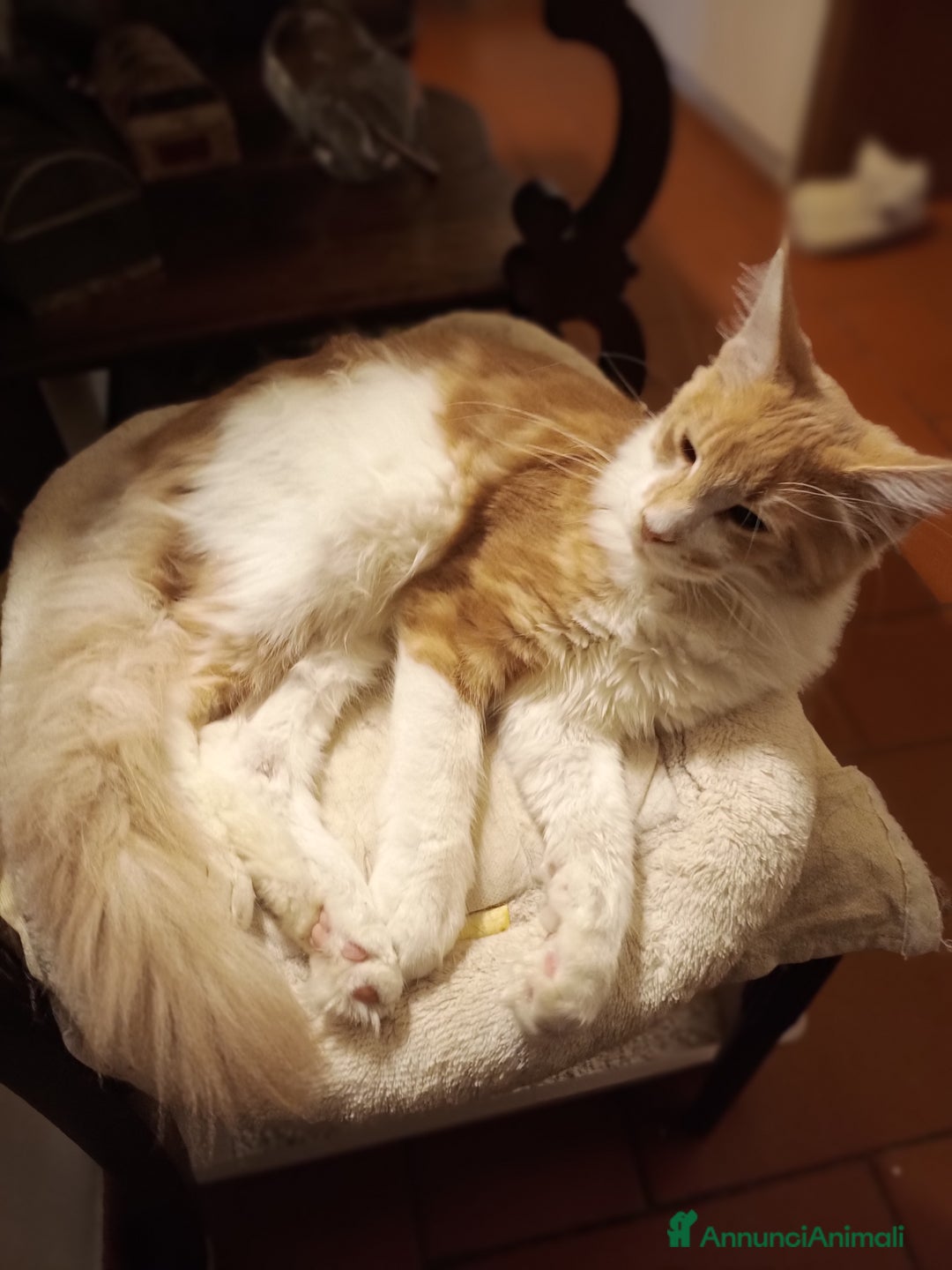 Maine Coon gatti in vendita: Gatti Maine coon - Annuncio 3