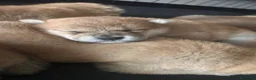 Shiba Inu cani in vendita: Meravigliosi cuccioli di Shiba Inu a Provincia di Frosinone - Annuncio 3