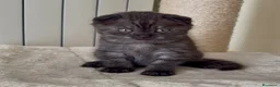 Scottish gatti in vendita: Scottish fold e straight  - Annuncio 12