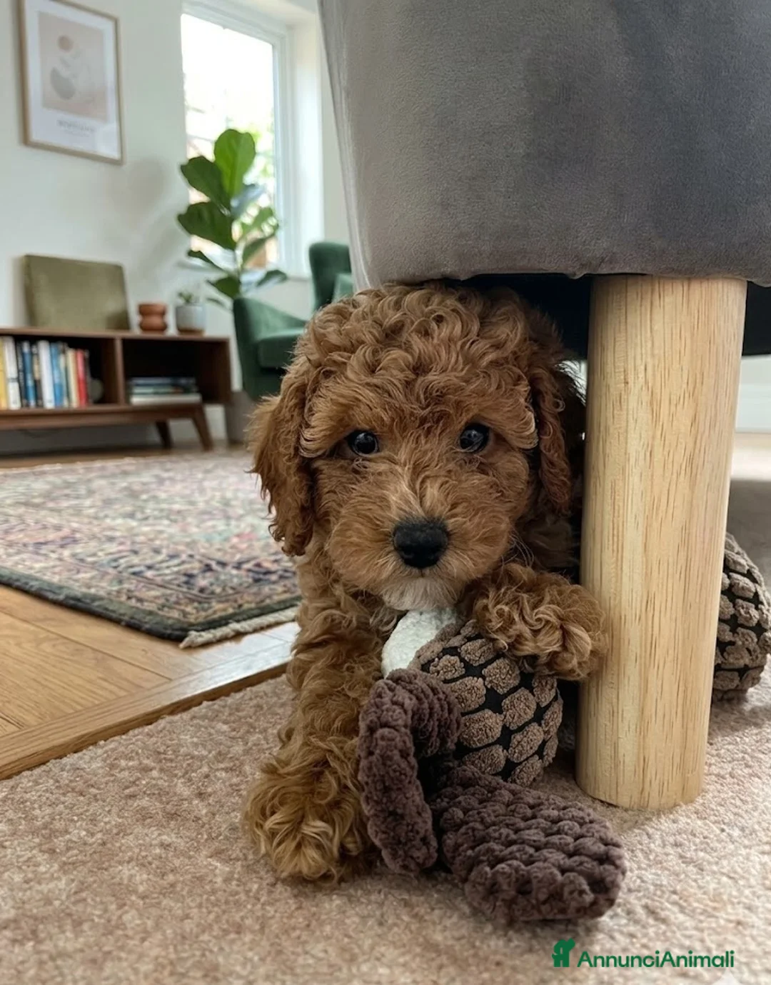 Barboncino cani in vendita: Barboncino toy red - Annuncio 3