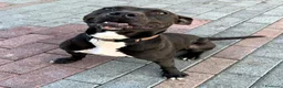 Meticcio cani in regalo: MAX CERCA CASA - Annuncio 1