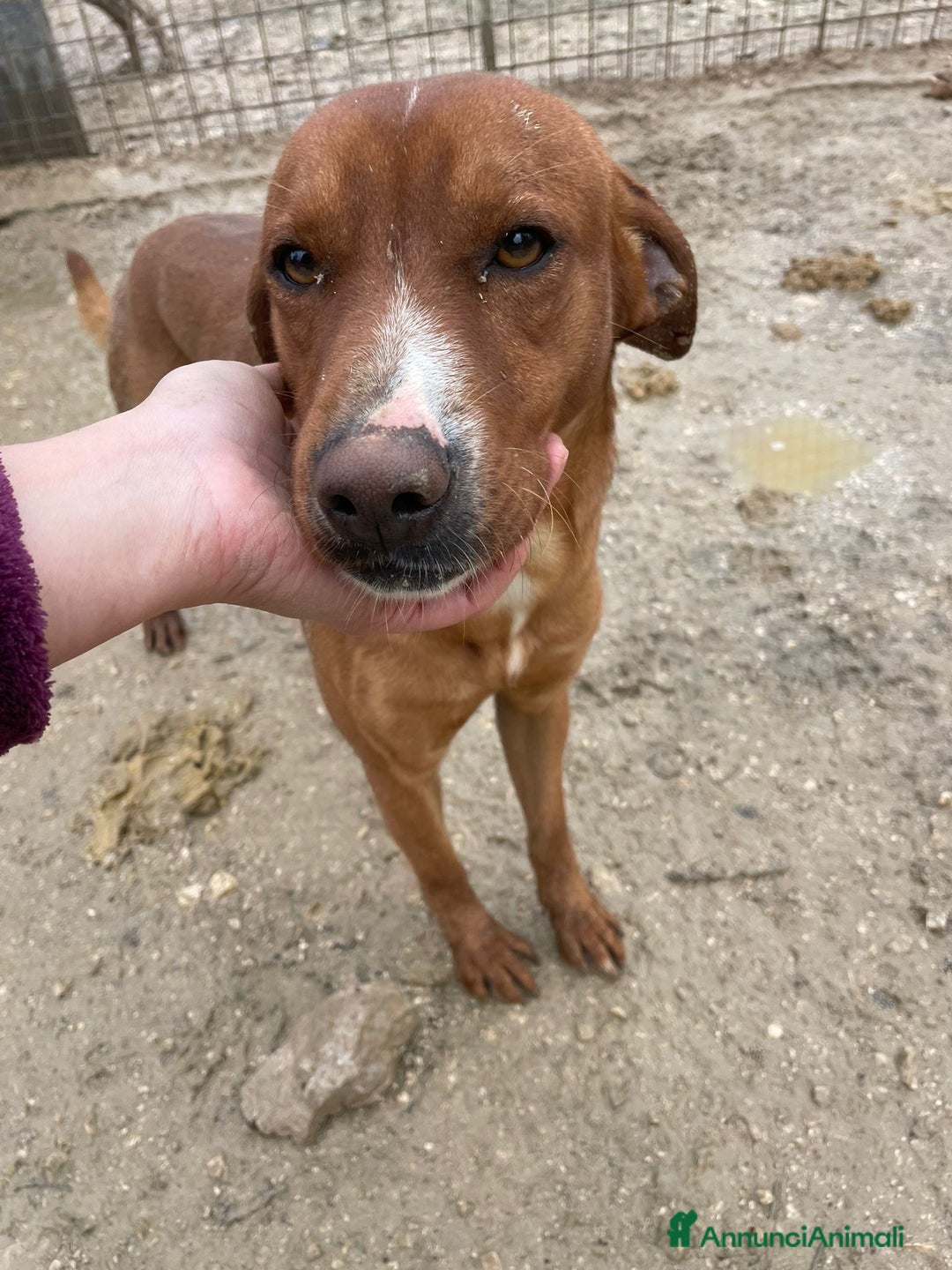 Meticcio cani in regalo: ADOTTA IL BELLISSIMO CORFU' - Annuncio 5