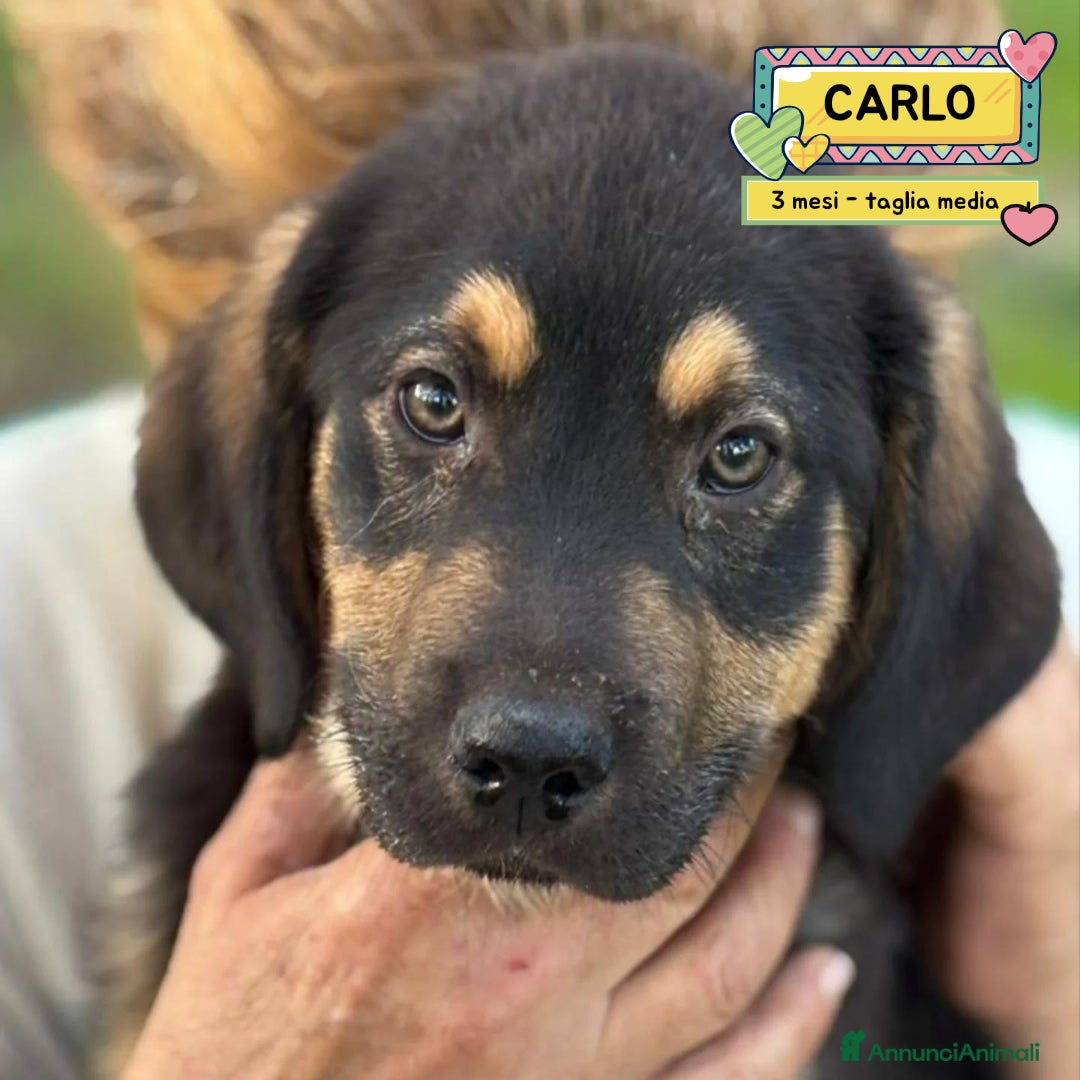 Meticcio cani CARLO cucciolo 3 mesi taglia media cerca casa - Annuncio 13
