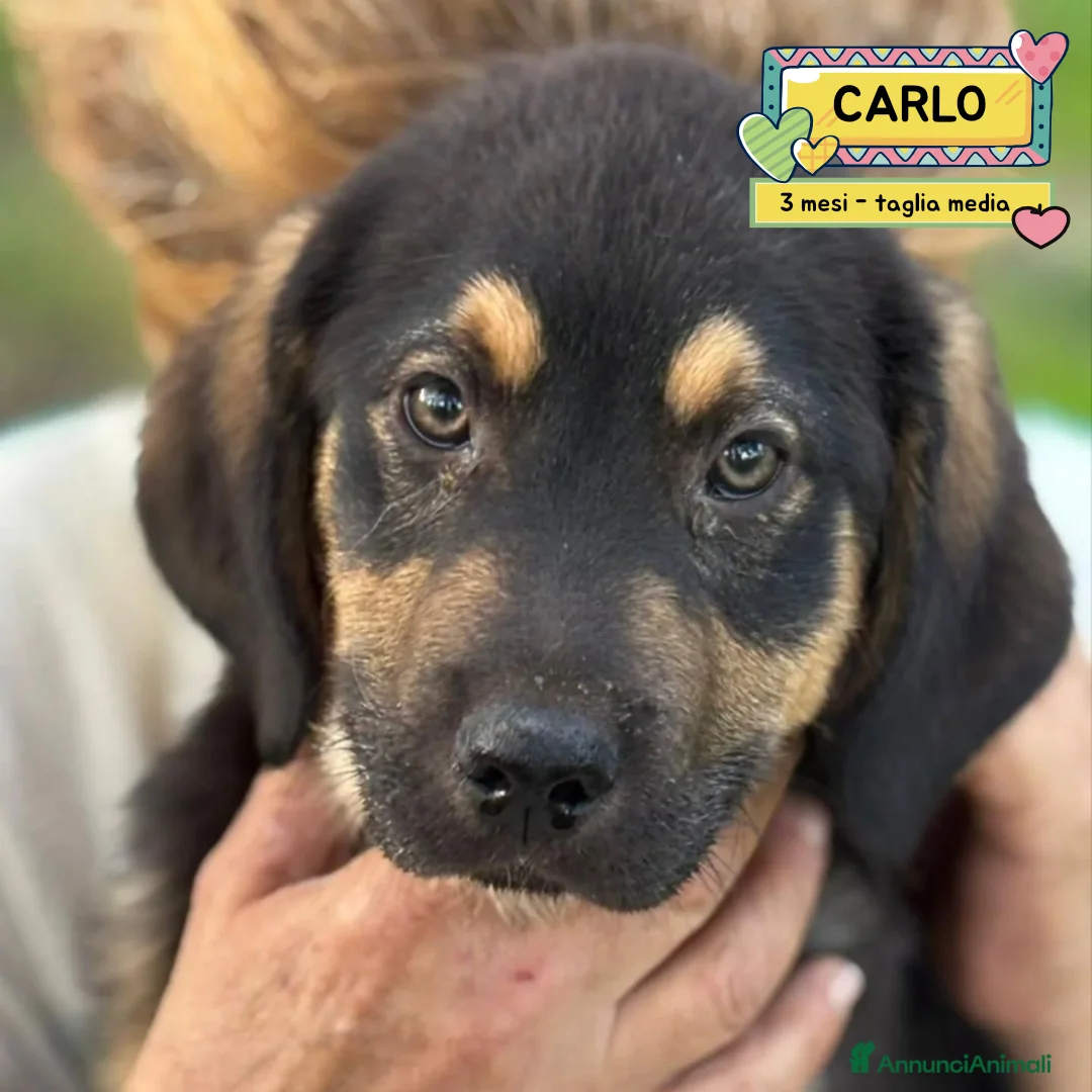 Meticcio cani in regalo: CARLO cucciolo 3 mesi taglia media cerca casa - Annuncio 1