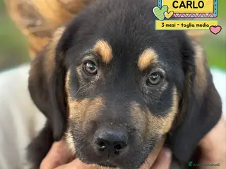 Meticcio cani CARLO cucciolo 3 mesi taglia media cerca casa - Annuncio 13