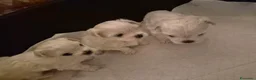Maltese cani in vendita: Cuccioli di maltese  a Provincia di Macerata - Annuncio 10